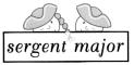 www.toutesvosmarques.com : NATALYS propose la marque SERGENT MAJOR